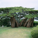 Image for article titled Behold These Incredible Works Of Architecture Made Out Of Living Trees